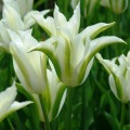 Тюльпаны лилиецветные (10)